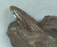 Hyneria Sarcopterygian Paleozoic Fish Fossil