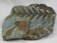 Thinnfledia Seed Fern Fossil