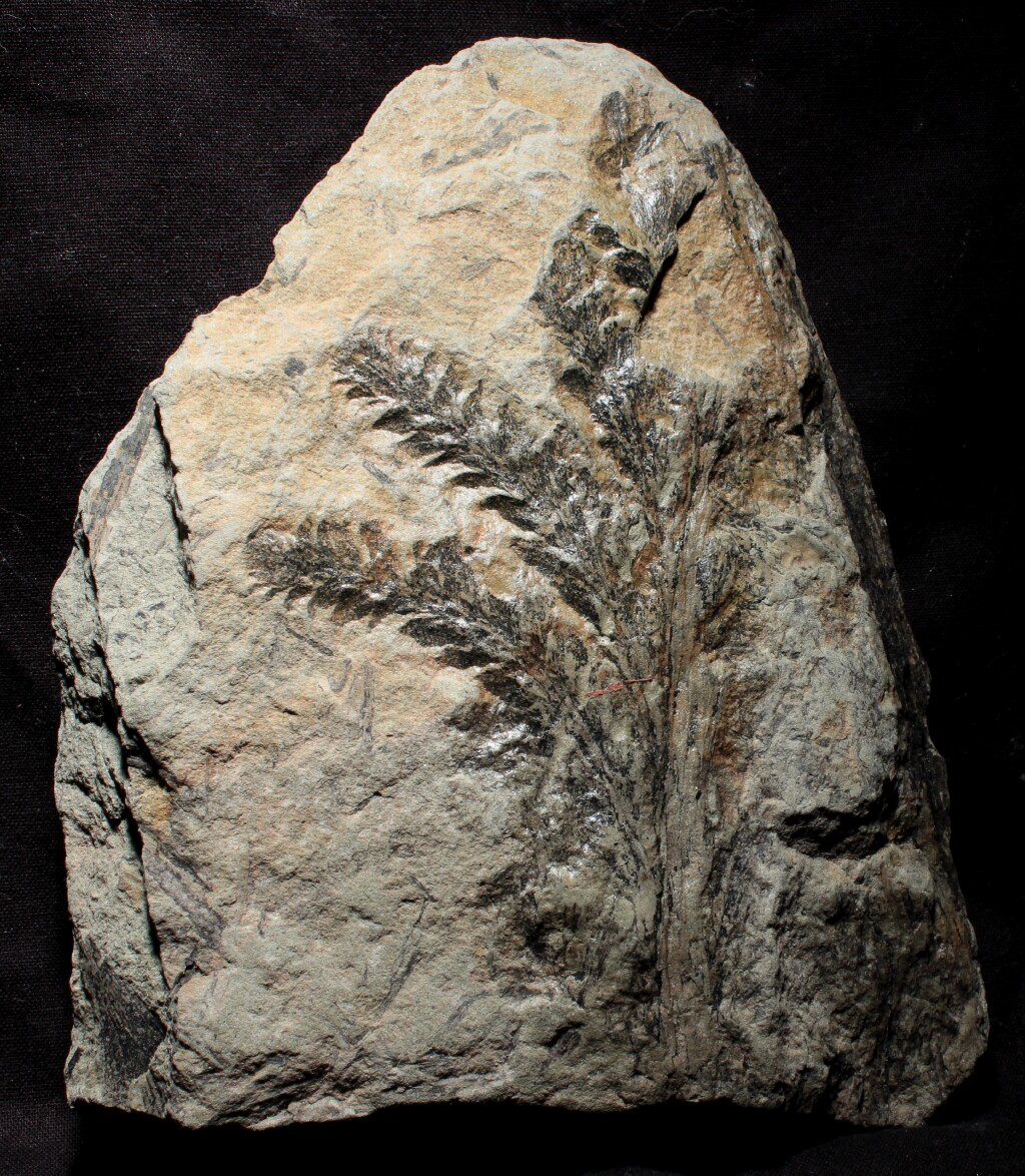 plant fossils