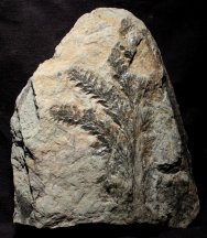 Archaeopteris Plant Fossil