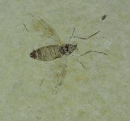 Gnat Dipteran Fossil