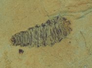 Lithophypoderma Botfly Insect Fossil