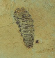 Lithophypoderma Botfly Insect Fossil from Green River