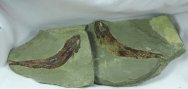 Rare Fubarichthys Heath Shale Paleozoic Fish Fossil