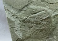 Bear Gulch Paleozoic Fossil Horseshoe Crab