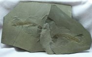 Rare Apholodotus ossua Bear Gulch Fish Fossil