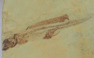 Heteropetalus elegantulus Bear Gulch Shark Fossil