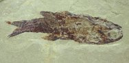 Paleonisciformes Paleozoic Fossil Fish from Heath Shale