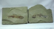 Yogfonsicus gulo Paleozoic Fish Fossil