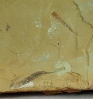Rare Tanglangia and Selkirkia Fossil 