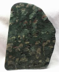 Digitate Collenia undosa Stromatolite Section from Minnesota