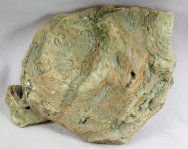 Digitate Stromatolites