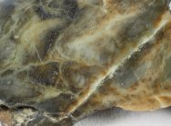 Canadian Shield Stromatolites