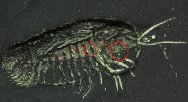 Triarthrus Trilobite with Preserved Eggs with Preserved Legs, Antennae and Eggs