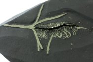 Showcase Triarthrus eatoni Ordovician Trilobite with Preserved Legs, Antennae and Eggs