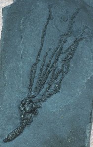 Gogia spiralis Cambrian Utah Eocrinoid