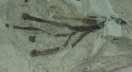 Primitive Silurian Thallophytic Alga Fossil