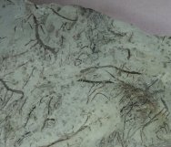 Silurian Plant Fossil Inopinatella