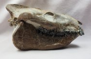 Agriochoerus Oreodont Skull Fossil