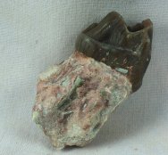 Rhinoceros Hyracodon Molar Tooth Fossil
