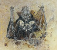 Palaeochiropteryx Bat Fossil