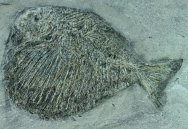 Rare Tetragonolepis Museum Fish Fossil