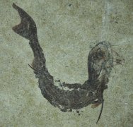 Paleozoic Fossil Fish