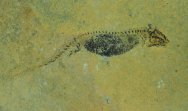 Apateon Permian Amphibian Fossil