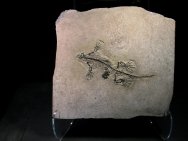 Barasaurus besairiei Late Permian Reptile Fossil