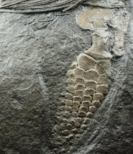 Stenopterygius Ichthyosaur Fossil