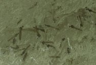 Cranefly Insect Fossils Mass Mortalty