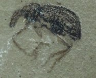 Weevil Insect Fossil