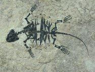World Class Green River Turtle Fossil