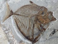 Museum Mene rhombea Monte Bolca Fish Fossil
