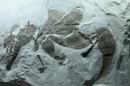 Eurypterus remipes Fossils