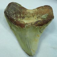 Carcharocles megalodon Shark Tooth