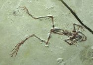 Miocene Fossil Frog