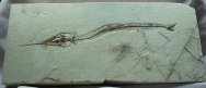 Dercetis triqueter Museum Needle Fish Fossil
