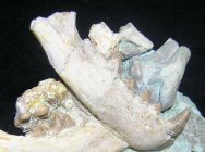 Daphoenus Bear Dog Fossil 