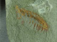 Alalcolmenaeus Fossil