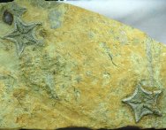 Cretaceous Starfish Fossils Death Assemblage