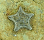 Marocaster Starfish Fossil