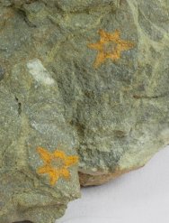 True Starfish Fossils