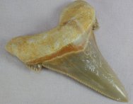 Carcharocles auriculatus Shark Tooth