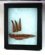 Fossil Pterosaur Teeth and Jaw 