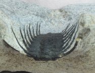 Selenopeltis Lichida Trilobite