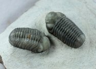 Austrops smoothops Phacopid Trilobites Pair from Jorf for Sale