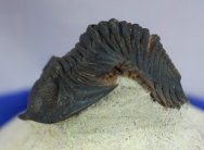 Rare Metacanthina maderensis Trilobite  for sale