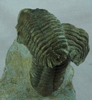 Eccoptochile mariana Trilobites