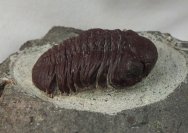 Barrandeops granulops Trilobite